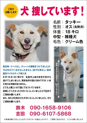 【緊急】　迷子犬情報提供のお願い _d0057957_125010100.jpg