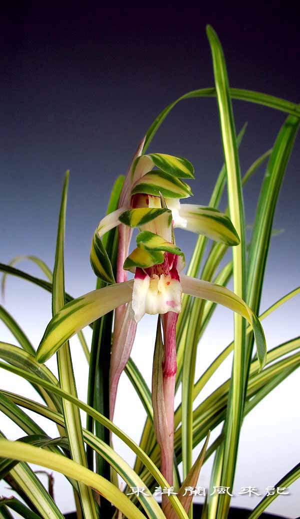 日本春蘭「菊翆」 No.1331 : 東洋蘭風来記奥部屋