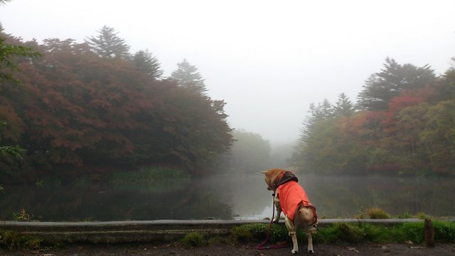 霧の中でもお茶目？_b0274270_1104884.jpg