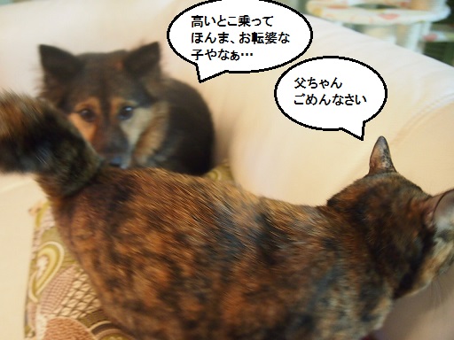 清太郎と猫_f0253473_22154461.jpg