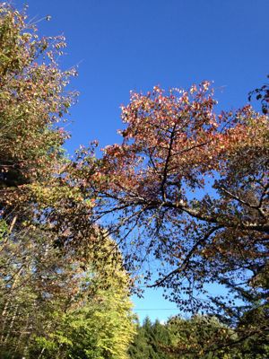f0138278_739893.jpg