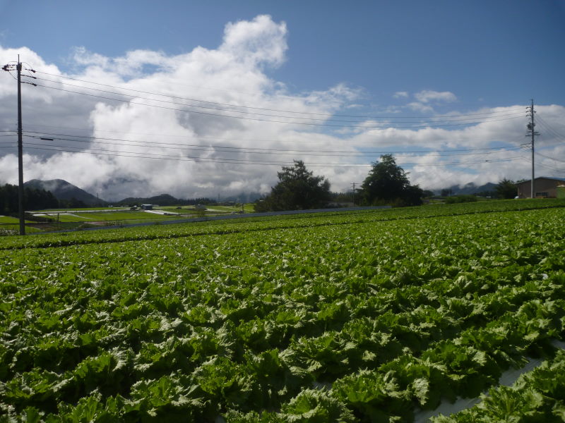 光り輝く一面の野菜畑。JR駅・鉄道最高地点へ・野辺山-信州高原サイクリング・美ヶ原ビーナスライン編⑪_e0138081_3292516.jpg