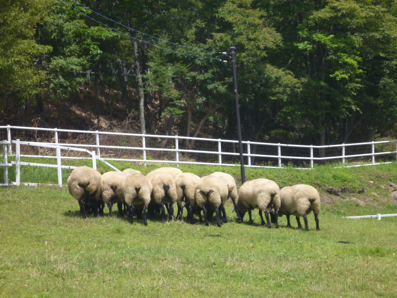 草原の動物たちと雄大な自然のコラボの癒し・まきば公園-信州高原サイクリング・美ヶ原ビーナスライン編⑬_e0138081_481799.jpg