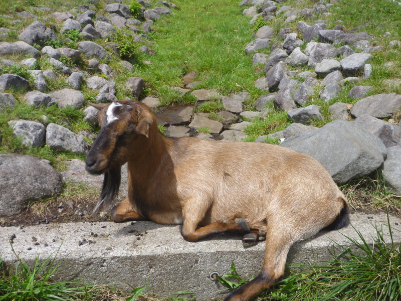 草原の動物たちと雄大な自然のコラボの癒し・まきば公園-信州高原サイクリング・美ヶ原ビーナスライン編⑬_e0138081_493058.jpg