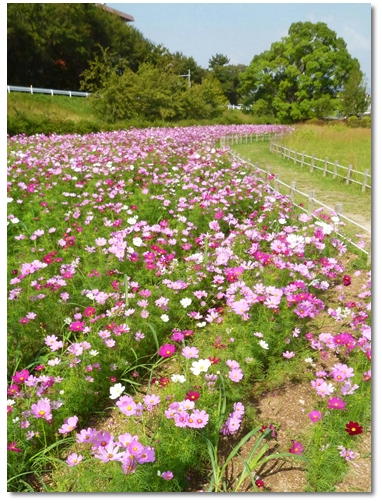 近所のコスモス_d0078486_5521843.jpg