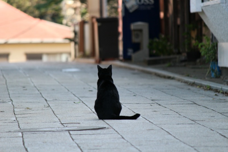 江ノ島の猫たち_a0127090_12102798.jpg