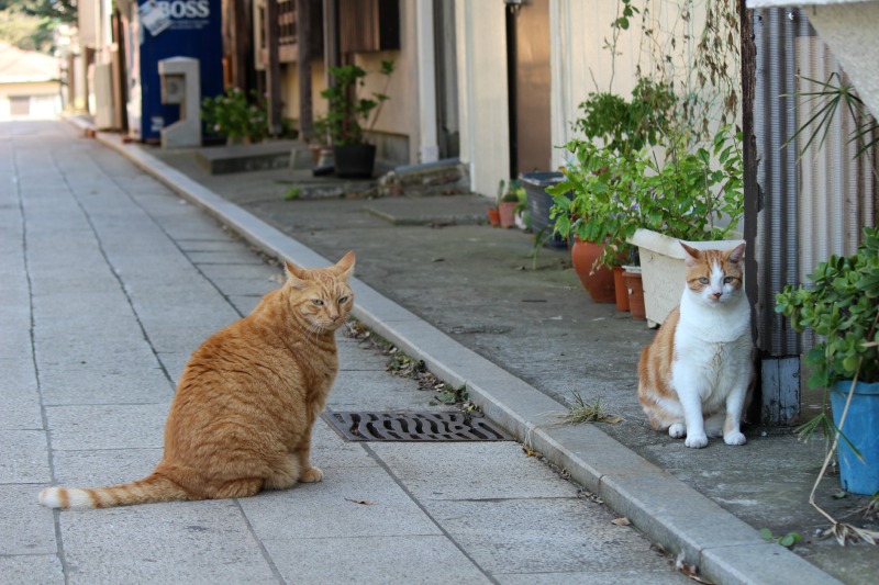 江ノ島の猫たち_a0127090_12123428.jpg