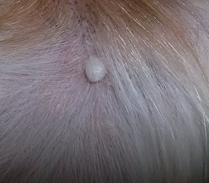 皮膚組織球腫ってなんだ ジャックの手作りごはん