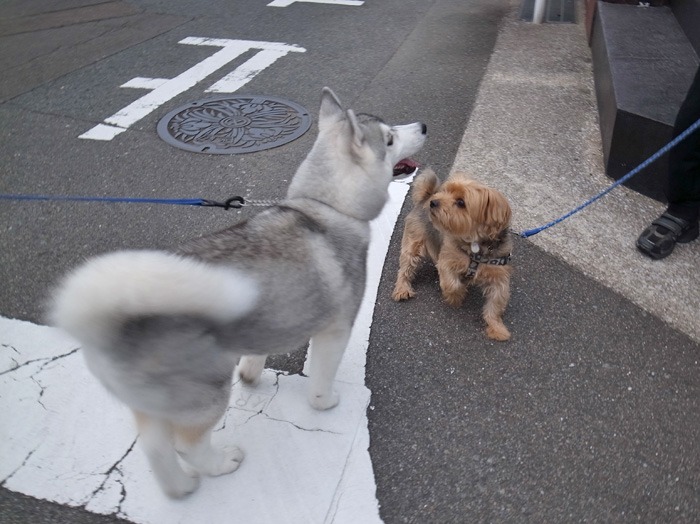 子犬 ただ今練習中_c0049299_21351172.jpg