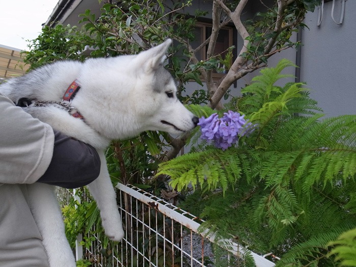 子犬 ただ今練習中_c0049299_2139349.jpg