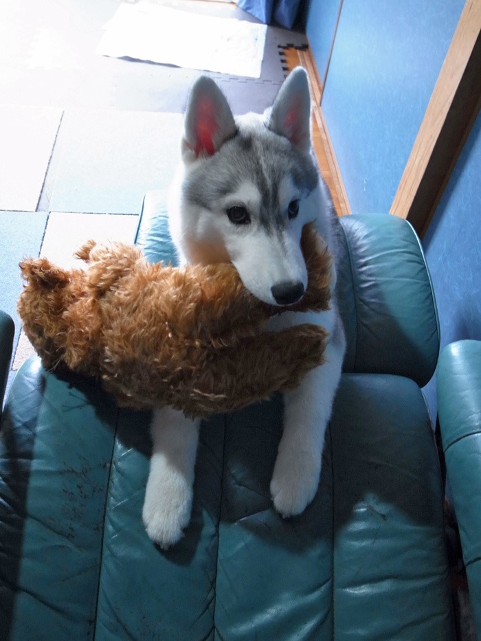 子犬 ただ今練習中_c0049299_21442166.jpg