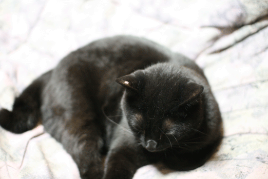 c0011300_17474250.gif