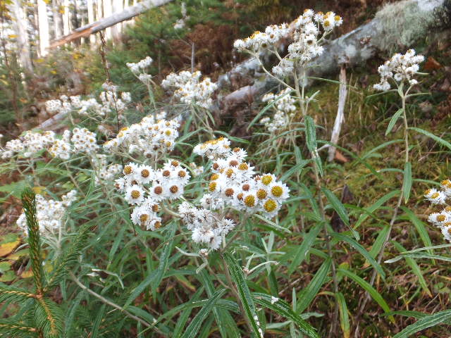 a0271502_19581913.jpg