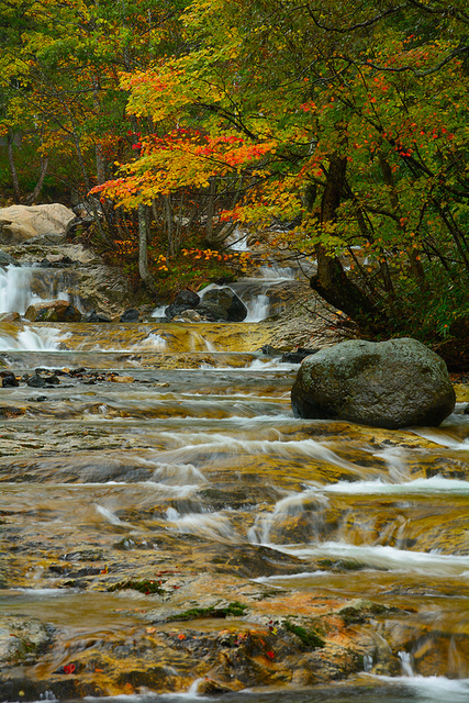 『雨に濡れる照葉峡』_b0244602_2050333.jpg