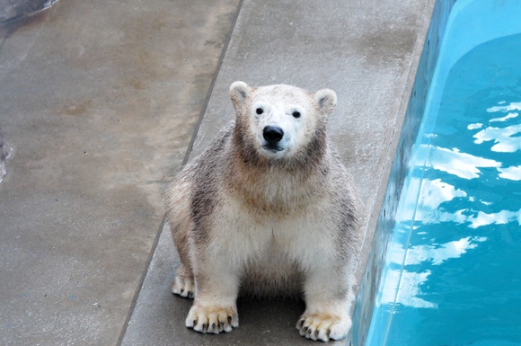 ミルクの百面相 ｜ ホッキョクグマ ミルク 男鹿水族館GAO_e0319302_11343874.jpg