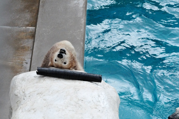 ミルクの百面相 ｜ ホッキョクグマ ミルク 男鹿水族館GAO_e0319302_11405417.jpg