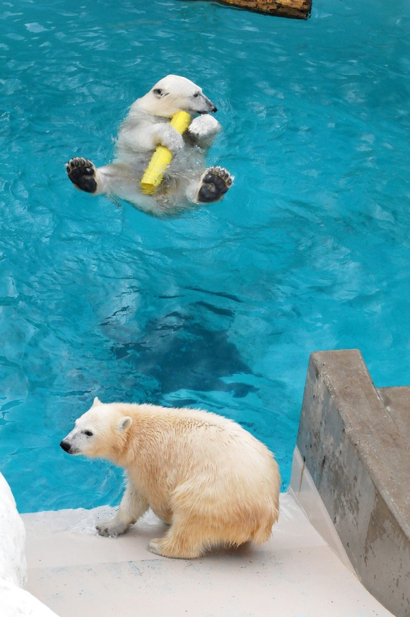 ミルクの百面相 ｜ ホッキョクグマ ミルク 男鹿水族館GAO_e0319302_11414257.jpg