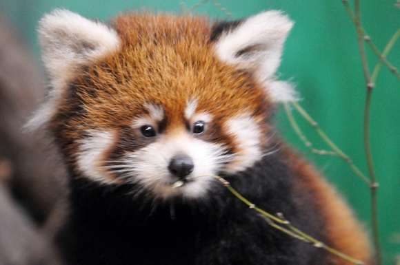 レッサーパンダの赤ちゃん ｜ 大森山動物園_e0319302_18503392.jpg