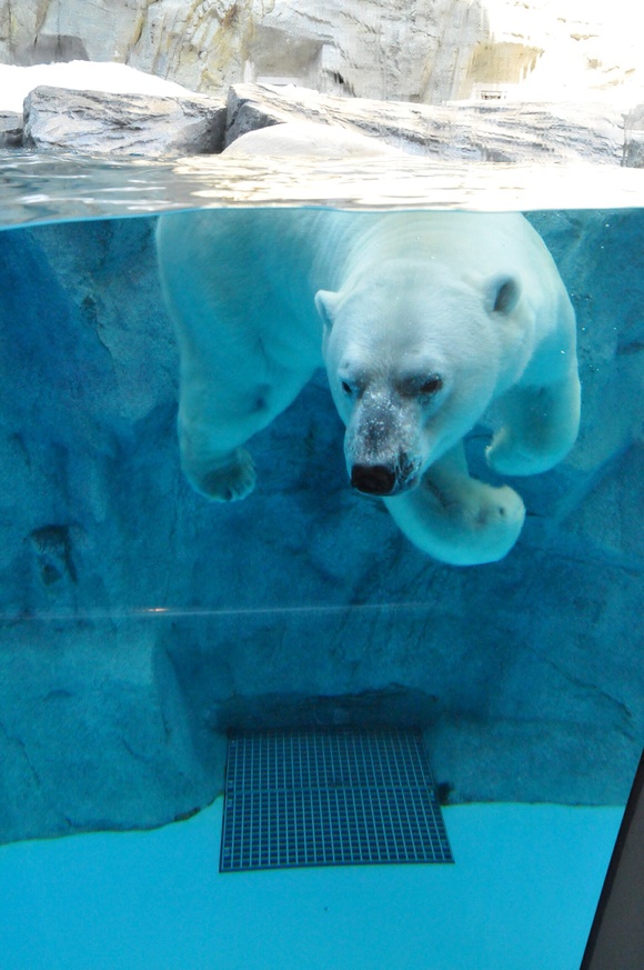 狙った客は… ｜ ホッキョクグマ 豪太 男鹿水族館GAO_e0319302_19585764.jpg