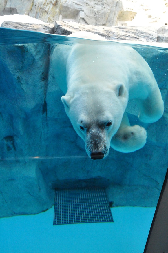 狙った客は… ｜ ホッキョクグマ 豪太 男鹿水族館GAO_e0319302_19594040.jpg