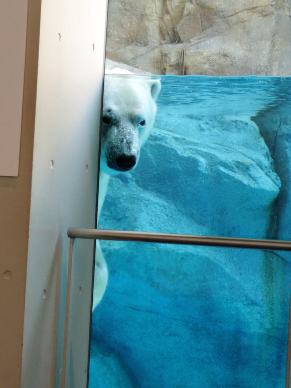 狙った客は… ｜ ホッキョクグマ 豪太 男鹿水族館GAO_e0319302_20131059.jpg