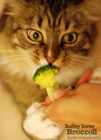 ブロッコリーをほおばる猫 Kyoko S Backyard アメリカで田舎暮らし ブロッコリーをほおばる猫 Kyoko S Backyard アメリカで田舎暮らし