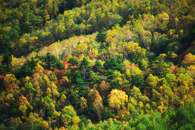 奥日光　山王峠の紅葉2_a0263109_11205153.jpg