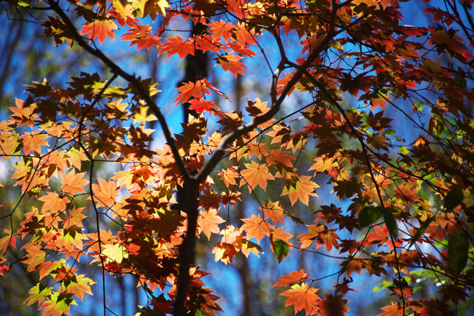 奥日光　山王峠の紅葉2_a0263109_1121427.jpg