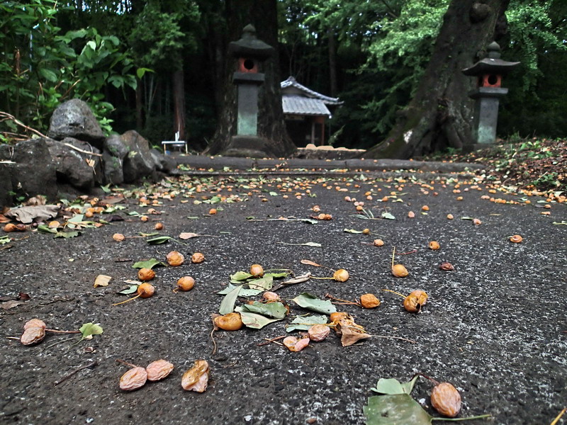 d0090322_10188.jpg