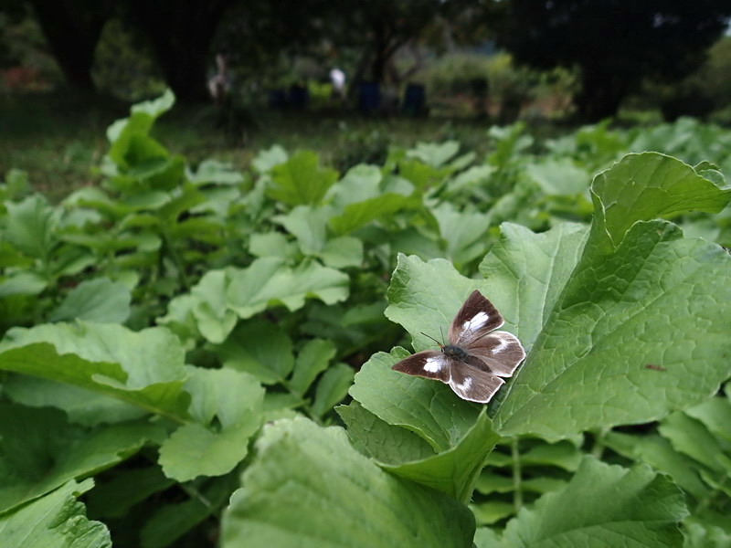 d0090322_142612.jpg