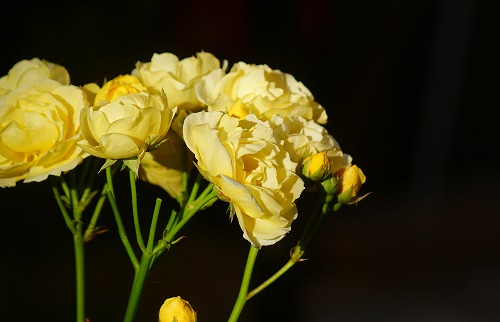 f0170524_1044040.jpg