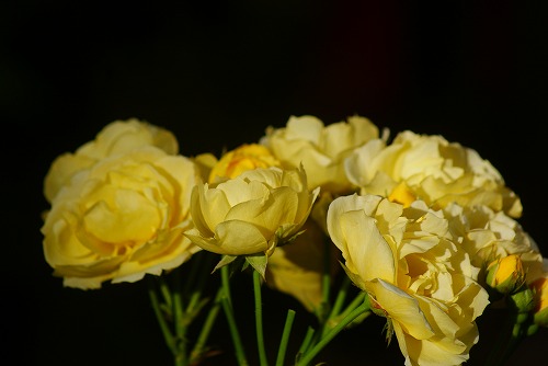 f0170524_1044511.jpg