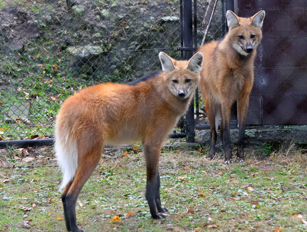 タテガミオオカミの姉妹 動物園放浪記