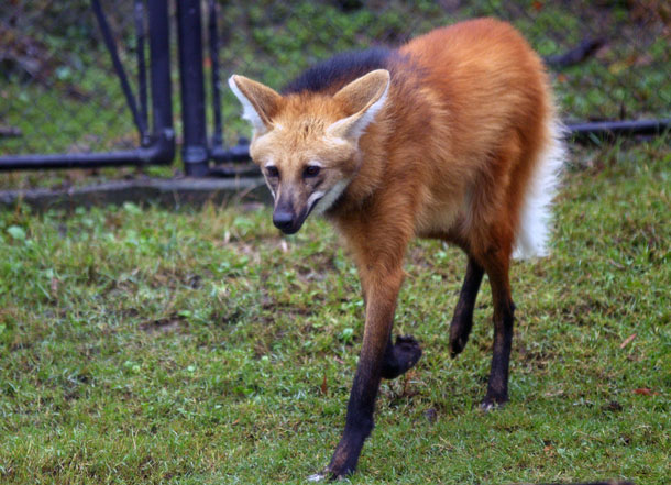 動物園放浪記