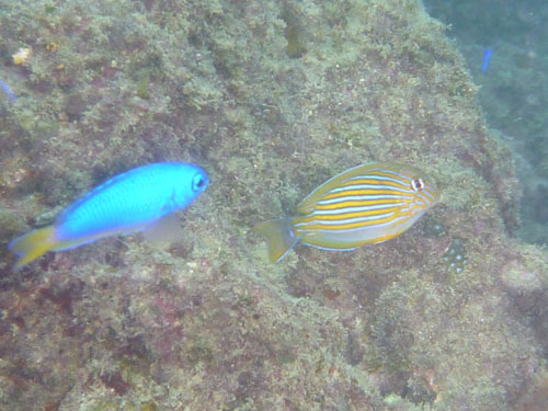 2013年10月20日(日・雨のち曇り)甲浦_d0164831_15594065.jpg