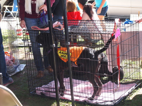 doggie adoption event_b0111632_1145577.jpg