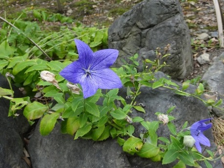 城南宮の秋を彩る花_b0299042_2145786.jpg