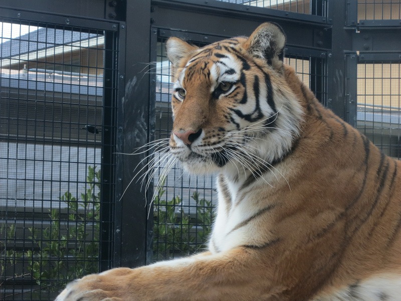 京都市動物園vol.4_f0000547_2172626.jpg