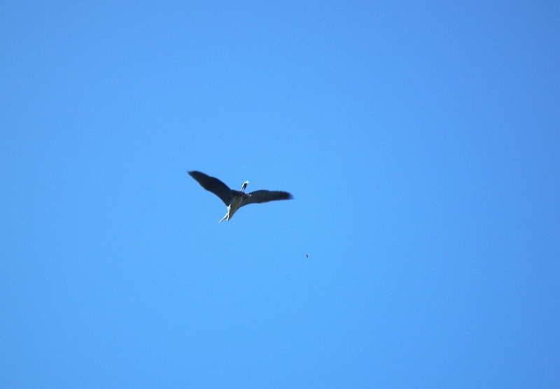 a0018655_20113394.jpg