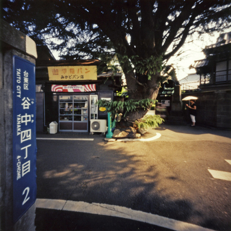 谷中のヒマヤラ杉 Pinhole Photography_f0117059_1942571.jpg