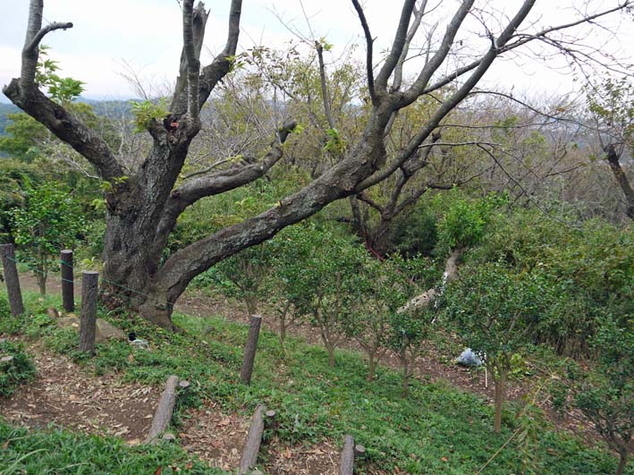 下草刈りの境界線に赤いテープ10・19六国見山定例手入れ_c0014967_10381880.jpg