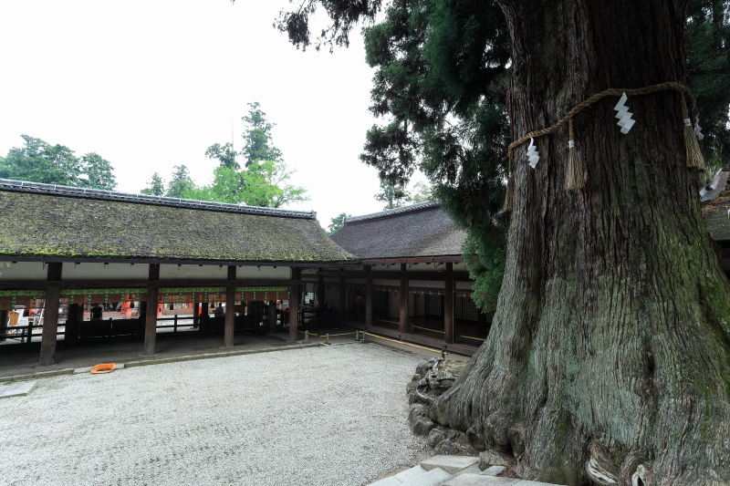 kasuga-taisha 4 _a0314571_8501349.jpg