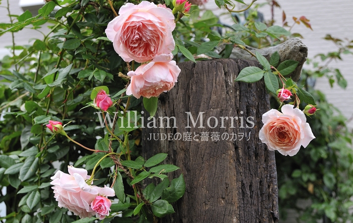 ウィリアム モリスの秋 ｊｕｄｅの庭と薔薇のカヲリ