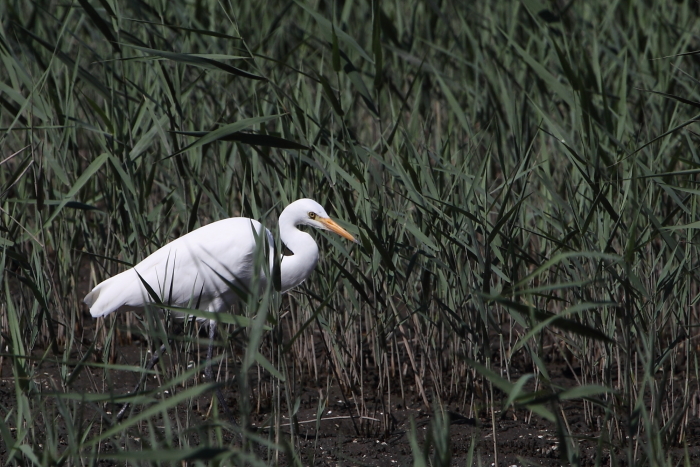 ★あの鳥、再び/先週末の鳥類園(2013.10.12~14)_e0046474_1642632.jpg