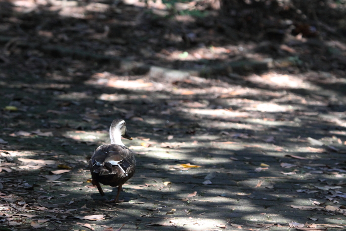 ★あの鳥、再び/先週末の鳥類園(2013.10.12~14)_e0046474_1642871.jpg