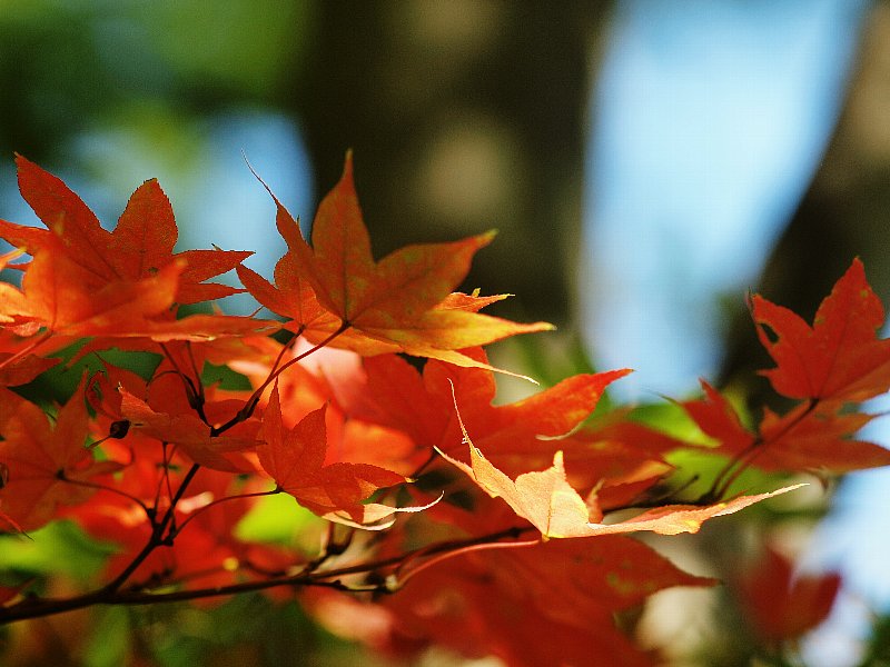 日本庭園の紅葉始まり_d0316677_155636.jpg