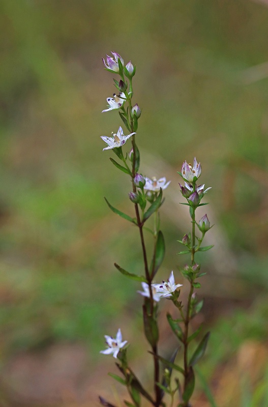 f0000789_2163180.jpg