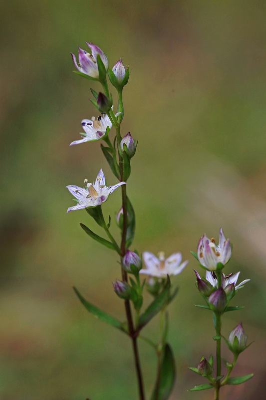 f0000789_216499.jpg