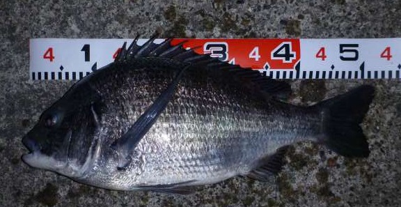 ★黒鯛52㎝釣ったぁーRFCレディース=白ちゃん!★_e0147297_12101989.jpg