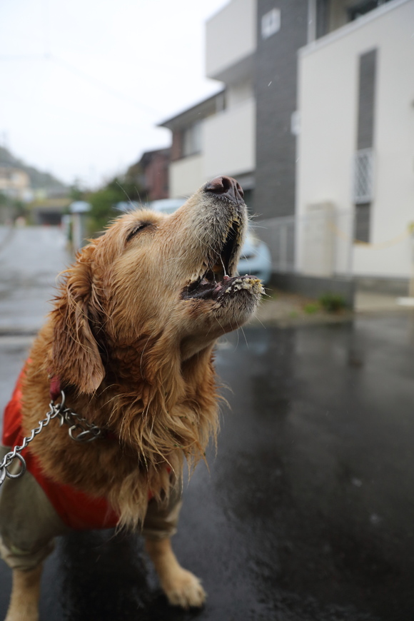 雨のオットセイ_b0275998_13233491.jpg